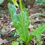 Erythronium oregonum Φύλλο