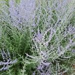 Salvia yangii Flors