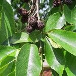 Alnus japonica Frucht