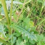 Pedicularis sceptrum-carolinum Leaf