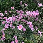 Anemone x hybrida 形態