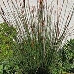 Juncus inflexus Blad