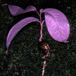 Eschweilera pedicellata Celota