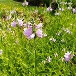 Physostegia virginianaफूल