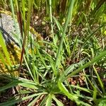 Armeria pinifolia Hoja