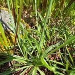 Armeria pinifolia पत्ता