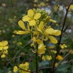 Sinapis arvensis Fula