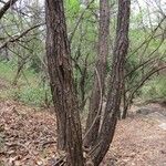 Diphysa americana ᱪᱷᱟᱹᱞᱤ