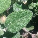 Cistus salviifolius Fuelha