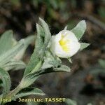 Cistus pouzolzii Drugo