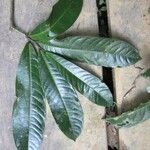 Duguetia eximia Hoja