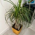 Beaucarnea recurvata ᱥᱟᱠᱟᱢ