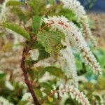 Itea virginica Flower