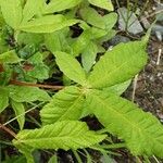 Aesculus pavia Leaf