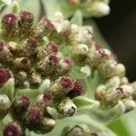 Helichrysum arnicoides Flower