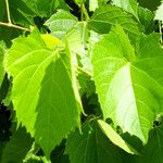 Vitis vulpina Листок