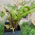 Dicksonia antarctica 葉