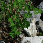 Thalictrum macrocarpum 葉