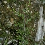 Nothofagus pumilio Bark