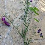 Vicia sicula Likasa