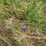 Jasione montanaFlower