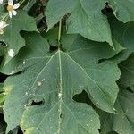 Montanoa hibiscifolia Frunză