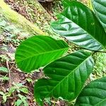 Coelocaryon preussii Hoja
