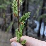 Salix lasiolepis Leaf