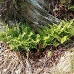 Asplenium cuneifolium Plante entière