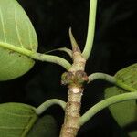 Ficus schippii Fruit