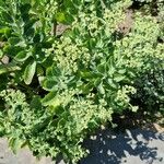 Sedum telephium Leaf