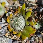 Orostachys spinosa পাতা