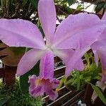Cattleya loddigesii Flower