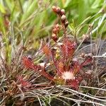 Drosera intermedia Buveinė