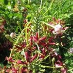 Combretum indicum Flor