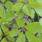 Vitex madiensis Folha