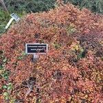 Cotoneaster adpressus List