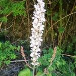 Francoa appendiculata Λουλούδι