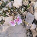 Erodium cazorlanum