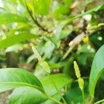 Anthurium scandens Flower