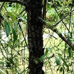 Pyrus salicifolia Bark