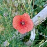 Papaver argemone Kvet