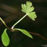 Ranunculus serpens Foglia