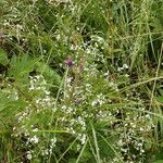 Galium elongatum Natur