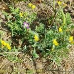 Hypecoum procumbens Habitus