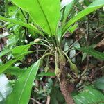 Manilkara staminodella Leaf