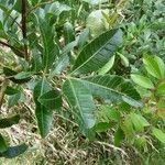 Schinus terebinthifolius List