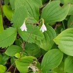 Linnaea borealis फूल