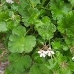 Pelargonium odoratissimum Leaf