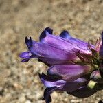 Penstemon speciosus Virág